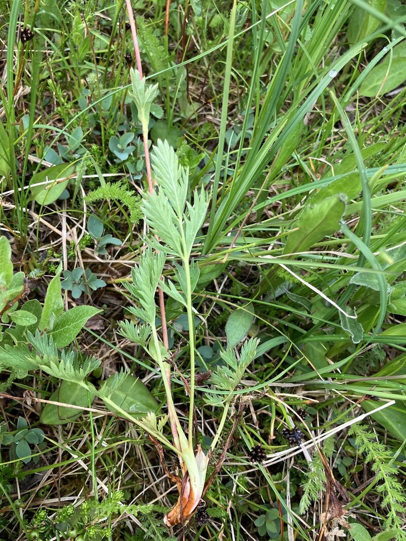 Drummond's Cinquefoil photo 5
