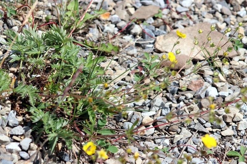 Drummond's Cinquefoil photo 6
