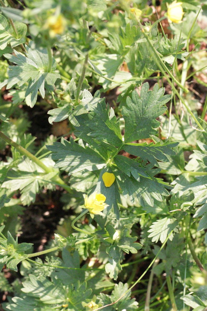 Drummond's Cinquefoil photo 7