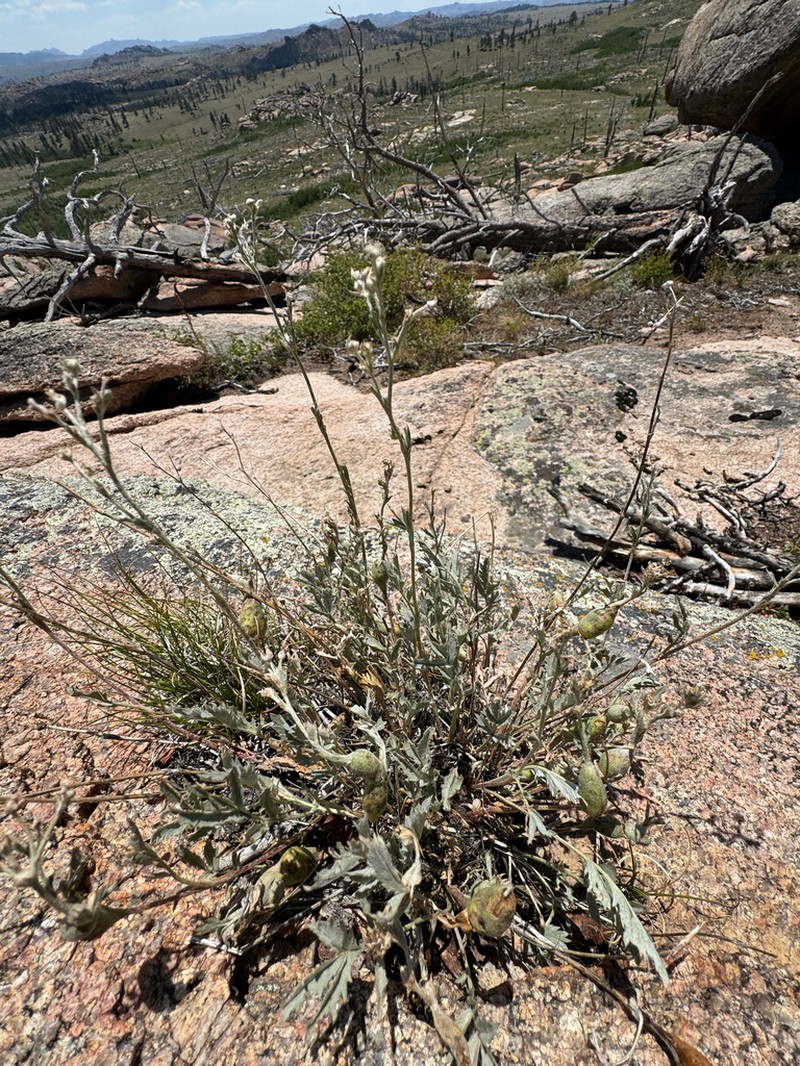 Branched Cinquefoil