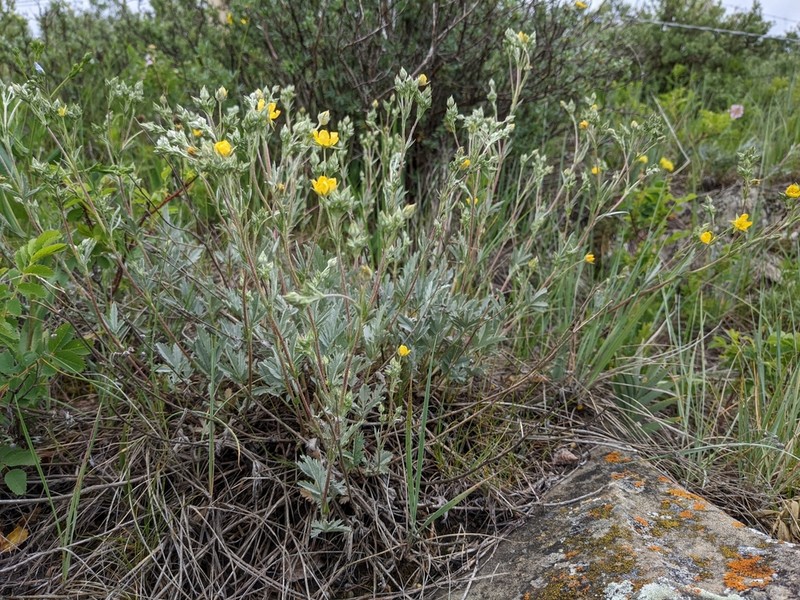 Branched Cinquefoil photo 2