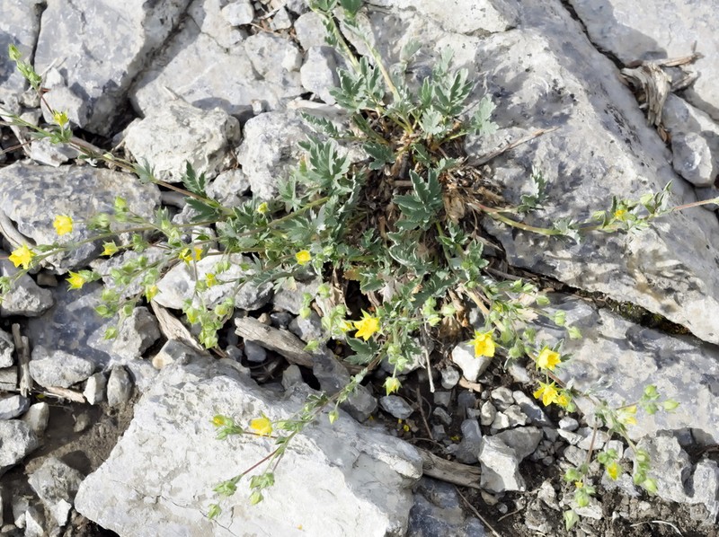 Branched Cinquefoil photo 3