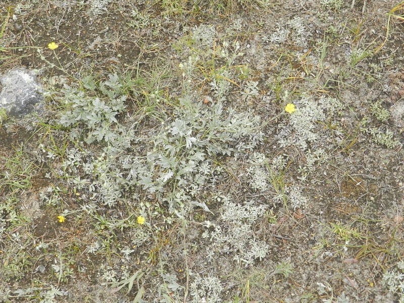 Branched Cinquefoil photo 4