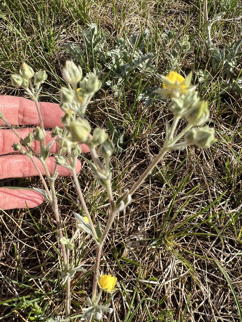Branched Cinquefoil photo 5