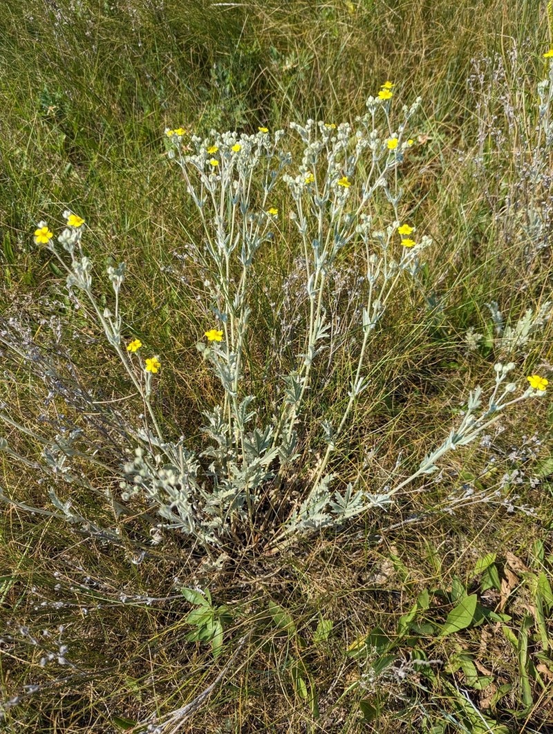 Branched Cinquefoil photo 6