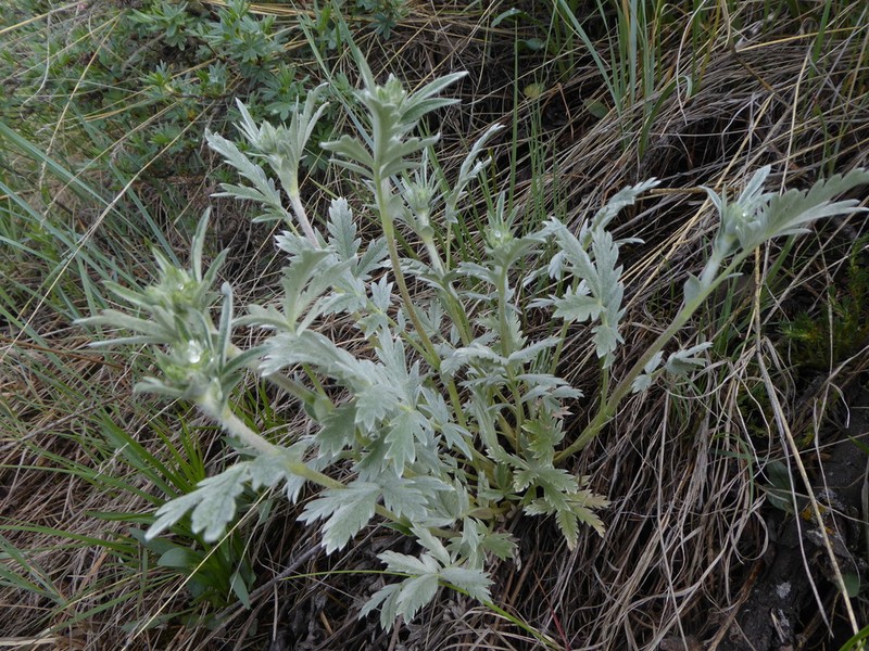 Branched Cinquefoil photo 7