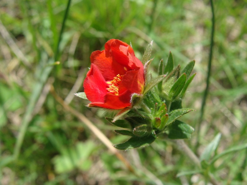 Potentilla ehrenbergiana