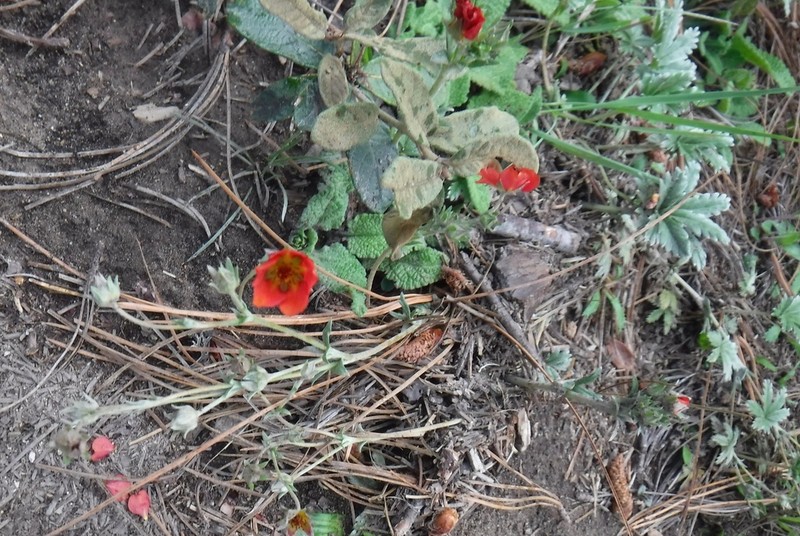 Potentilla ehrenbergiana photo 2