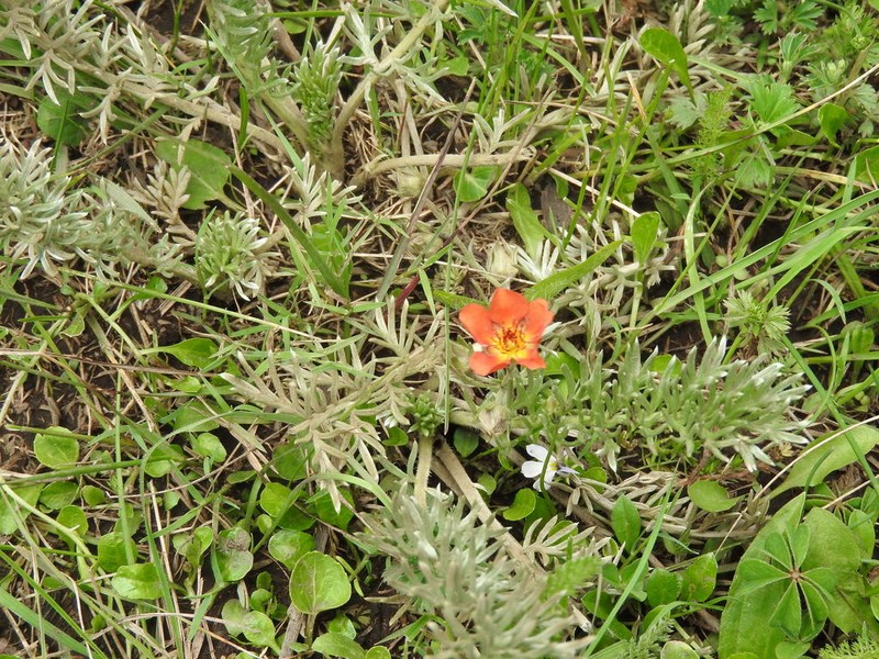 Potentilla ehrenbergiana photo 3