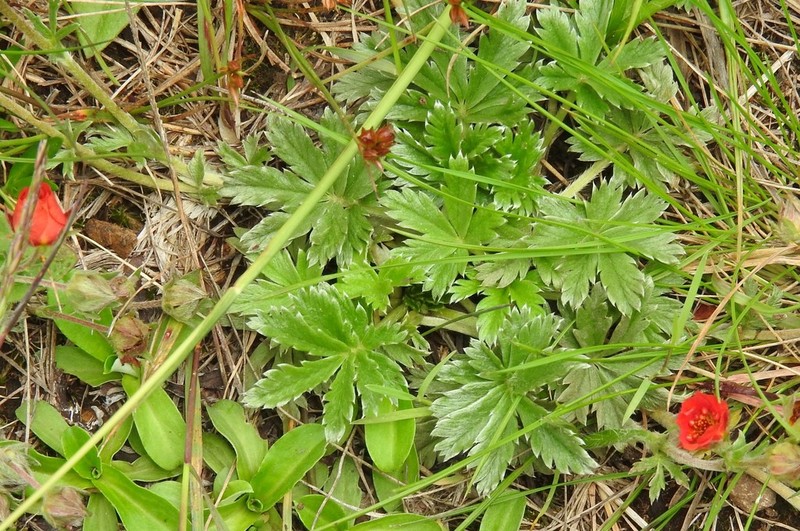 Potentilla ehrenbergiana photo 4