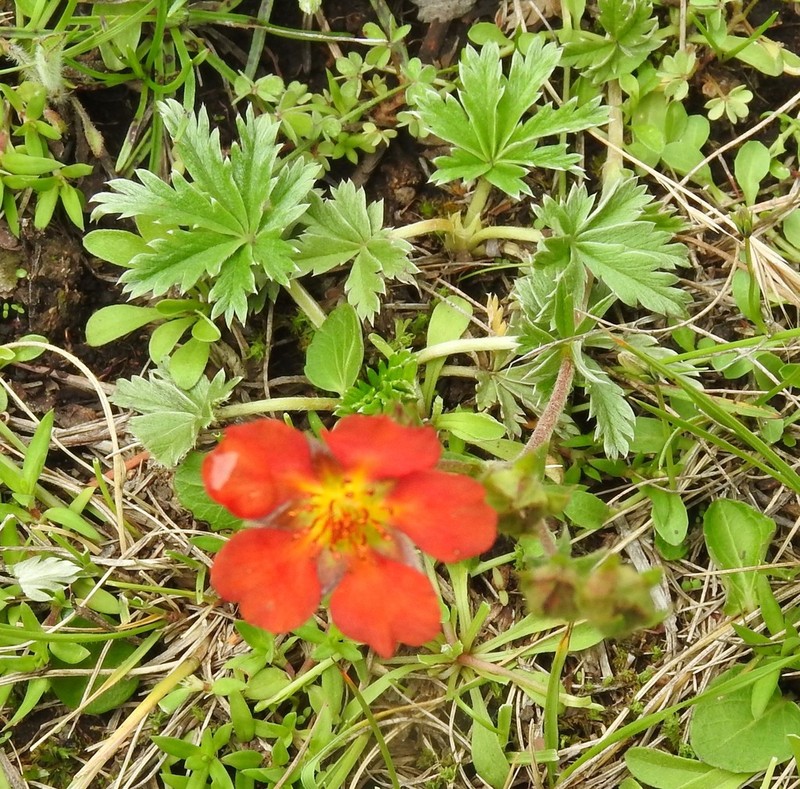Potentilla ehrenbergiana photo 5
