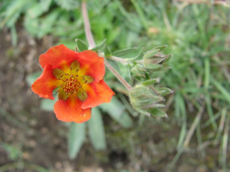Potentilla ehrenbergiana photo 6
