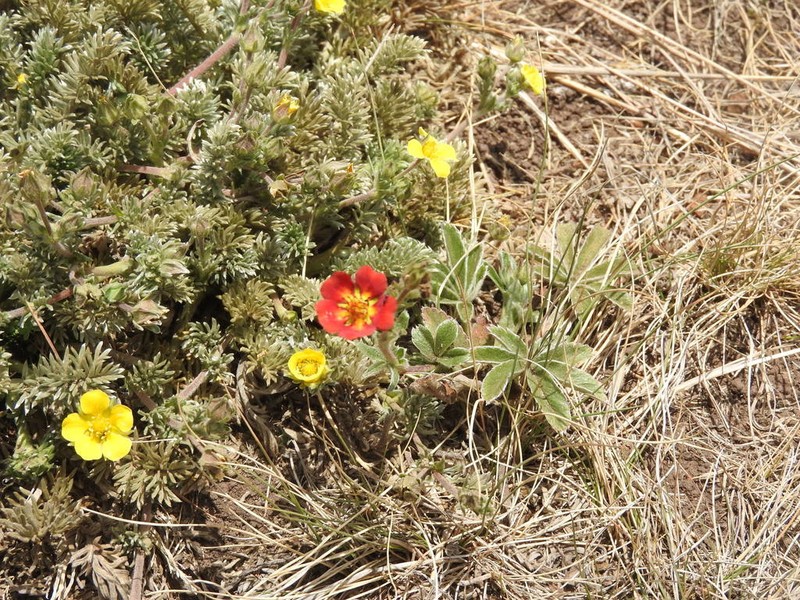 Potentilla ehrenbergiana photo 7