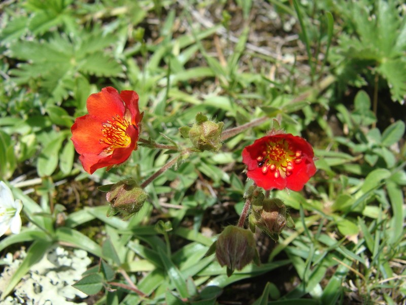 Potentilla ehrenbergiana photo 8