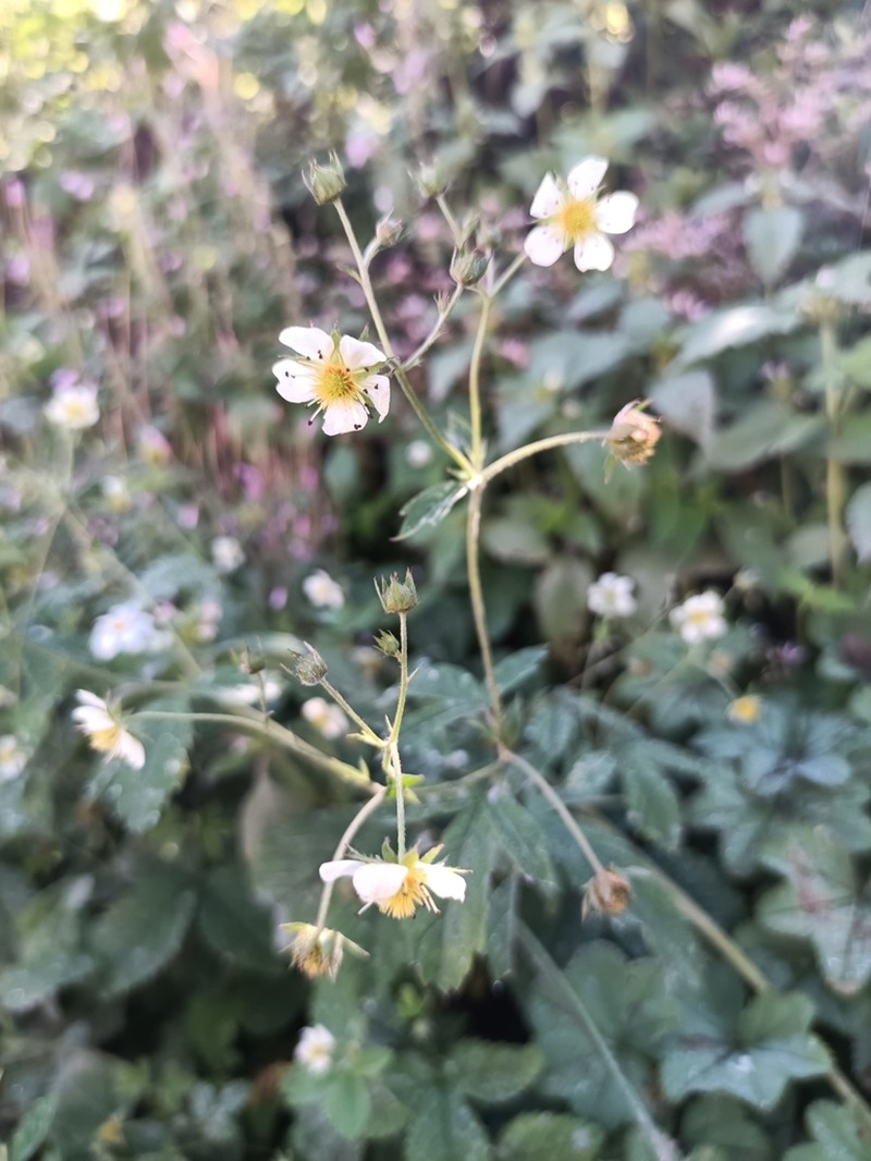 Potentilla elatior