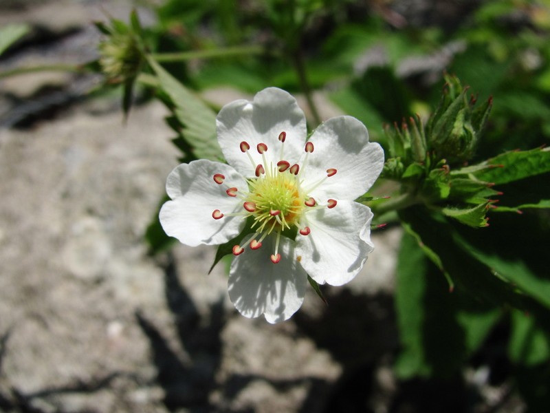 Potentilla elatior photo 2