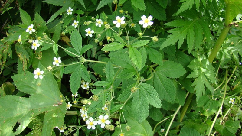 Potentilla elatior photo 3