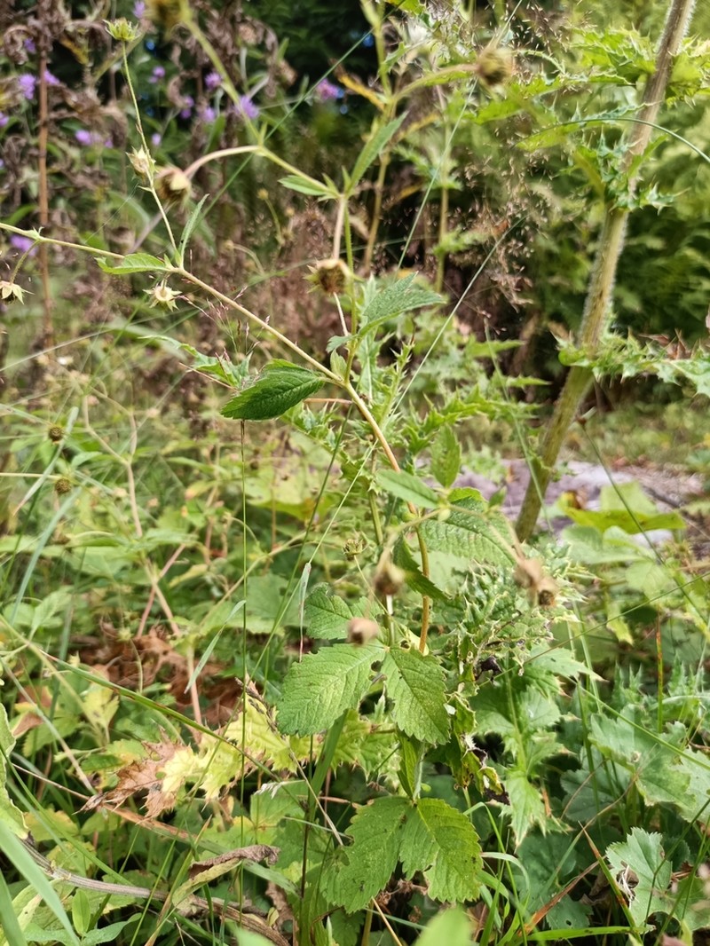 Potentilla elatior photo 4