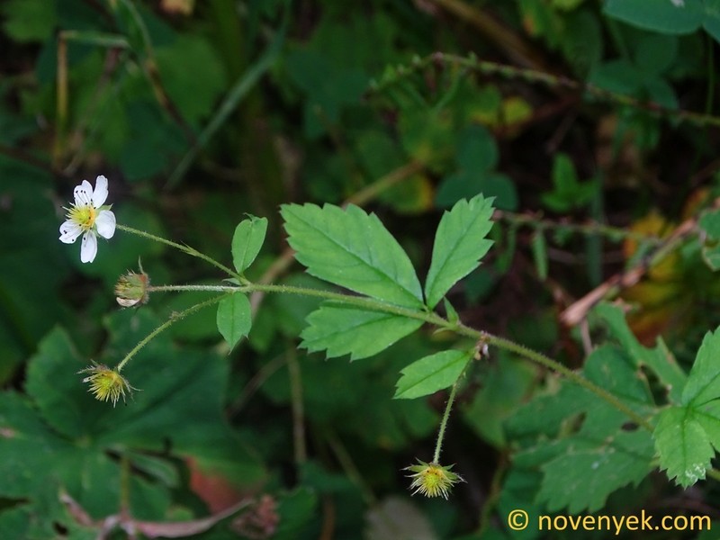Potentilla elatior photo 5