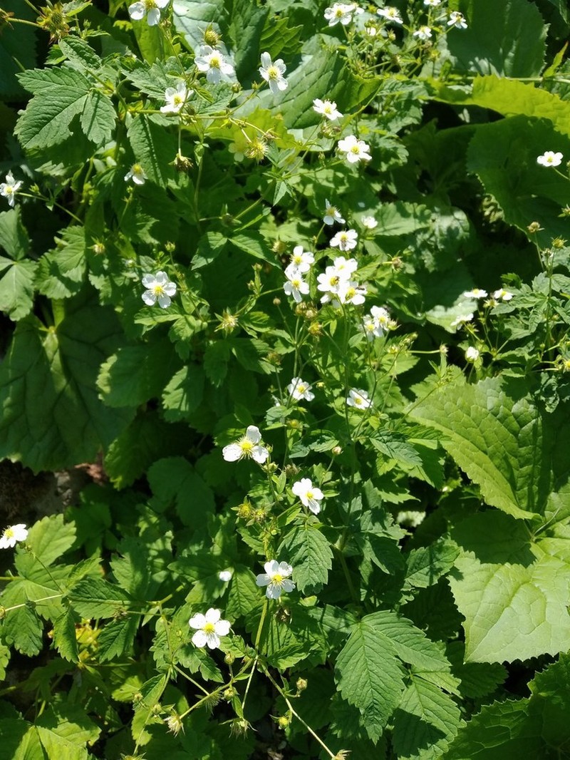 Potentilla elatior photo 6