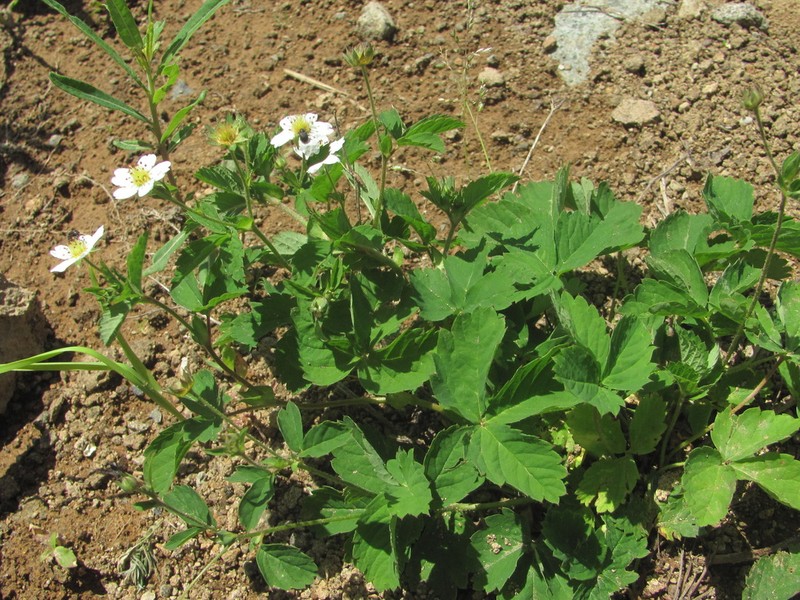 Potentilla elatior photo 7