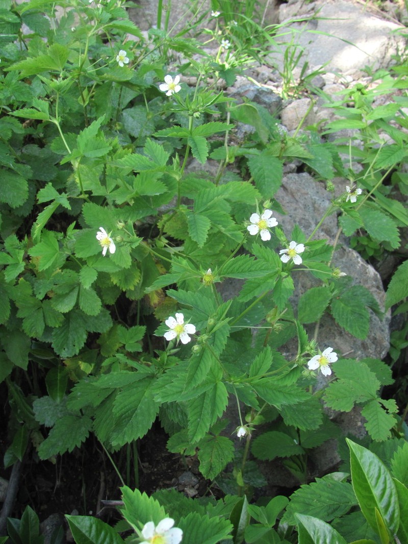 Potentilla elatior photo 8