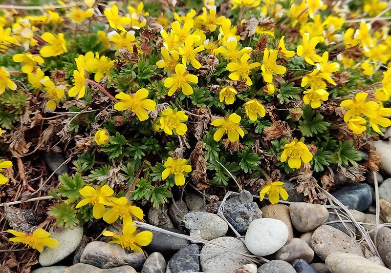 Silverweed