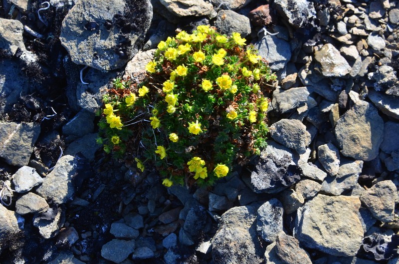 Silverweed photo 2