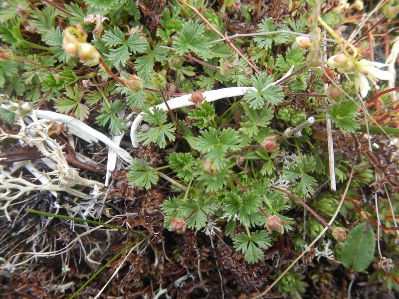 Silverweed photo 3