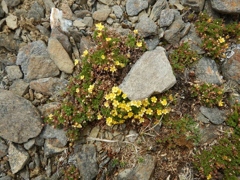 Silverweed photo 4