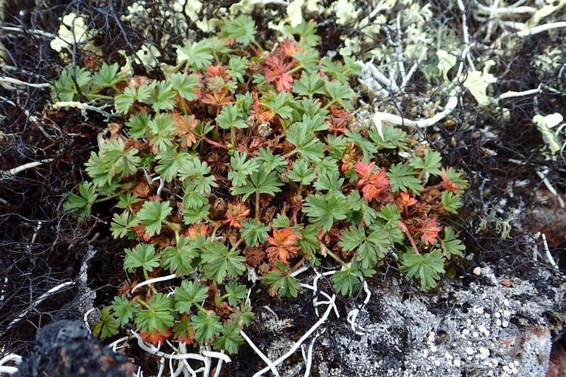 Silverweed photo 5