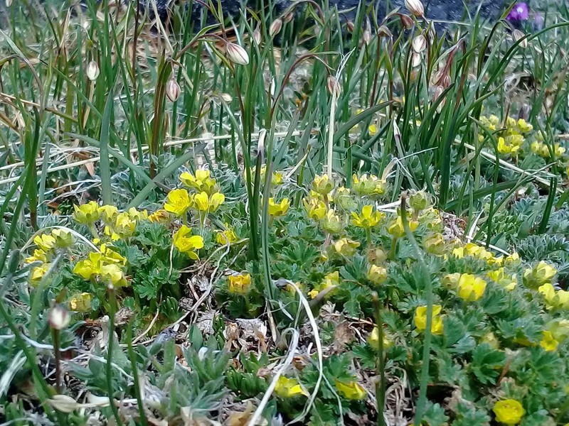 Silverweed photo 6
