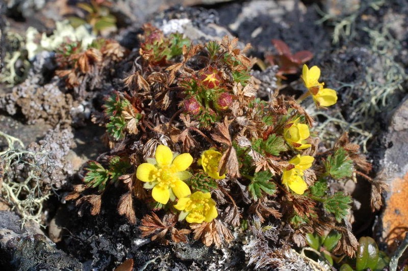 Silverweed photo 7