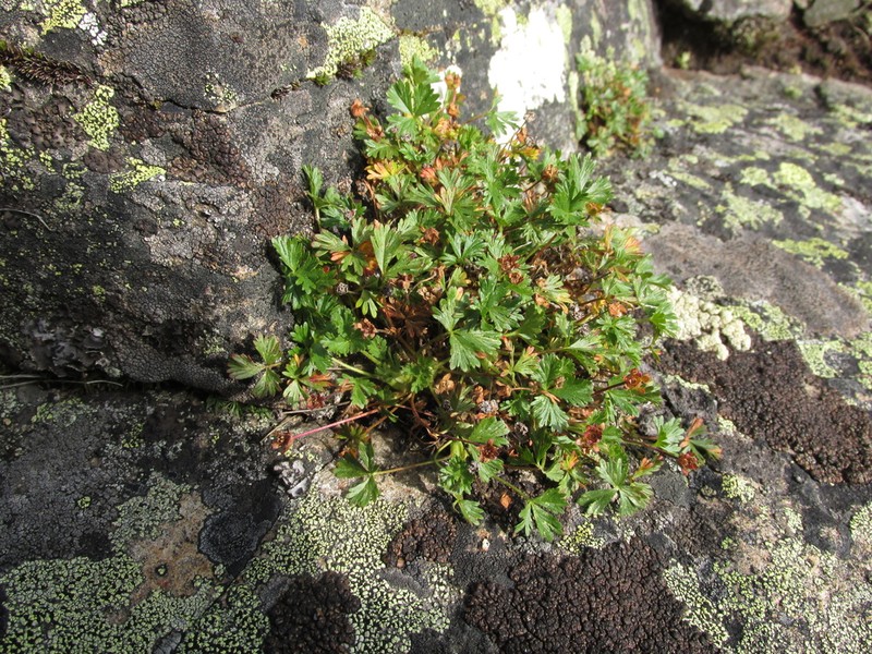 Silverweed photo 8