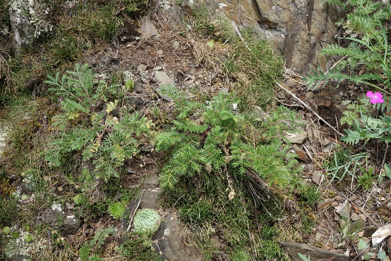 Potentilla elegantissima