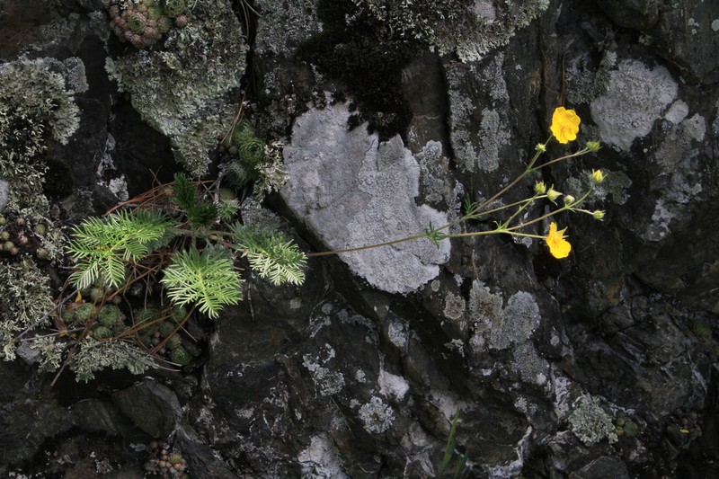 Potentilla elegantissima photo 2