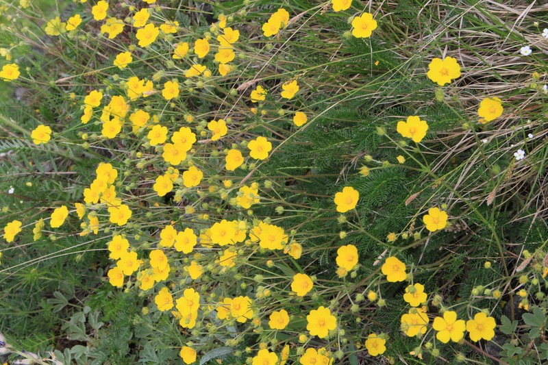 Potentilla elegantissima photo 3