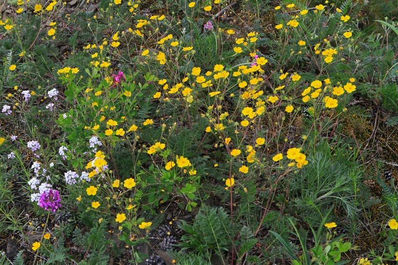 Potentilla elegantissima photo 4