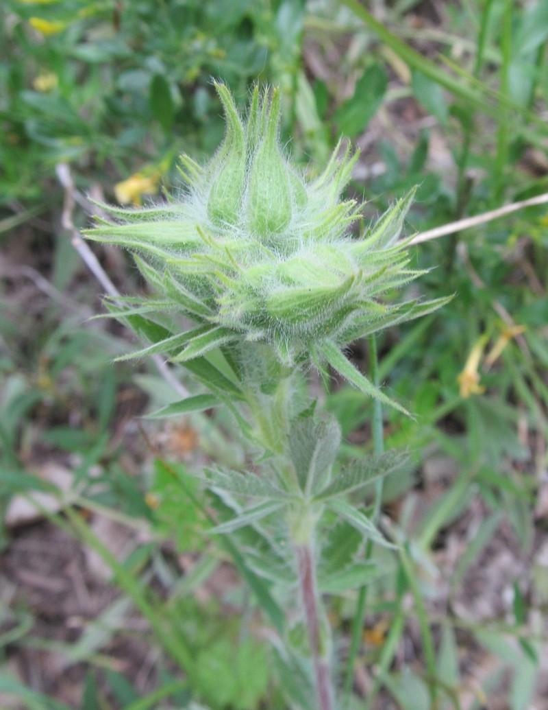 Potentilla emilii-popii