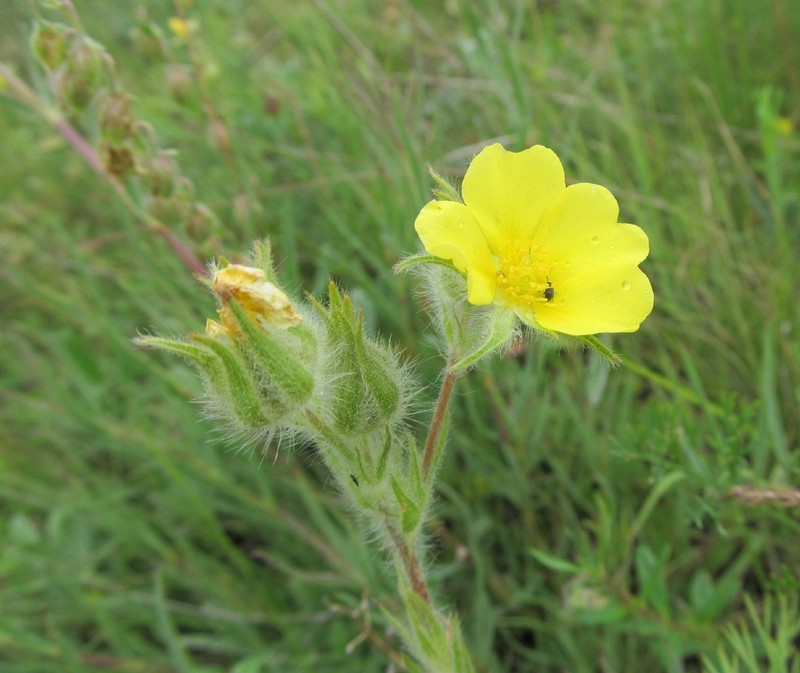 Potentilla emilii-popii photo 2