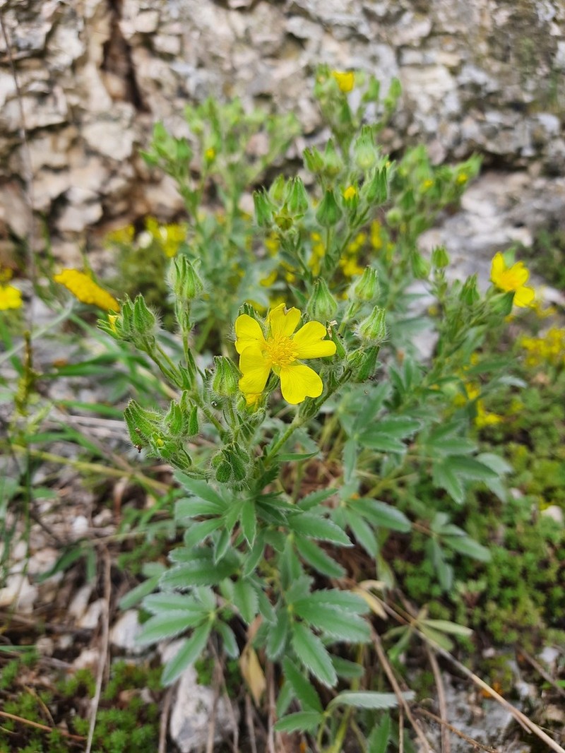 Potentilla emilii-popii photo 3