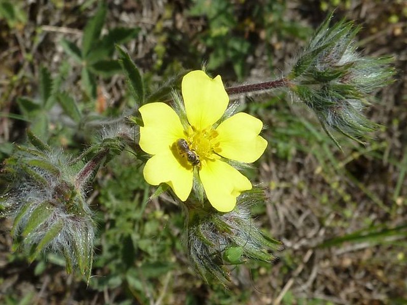 Potentilla emilii-popii photo 7