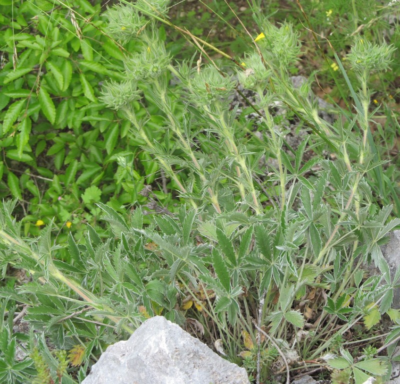 Potentilla emilii-popii photo 8