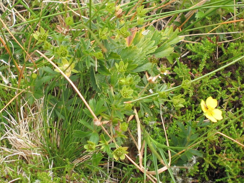 Erect Cinquefoil photo 3