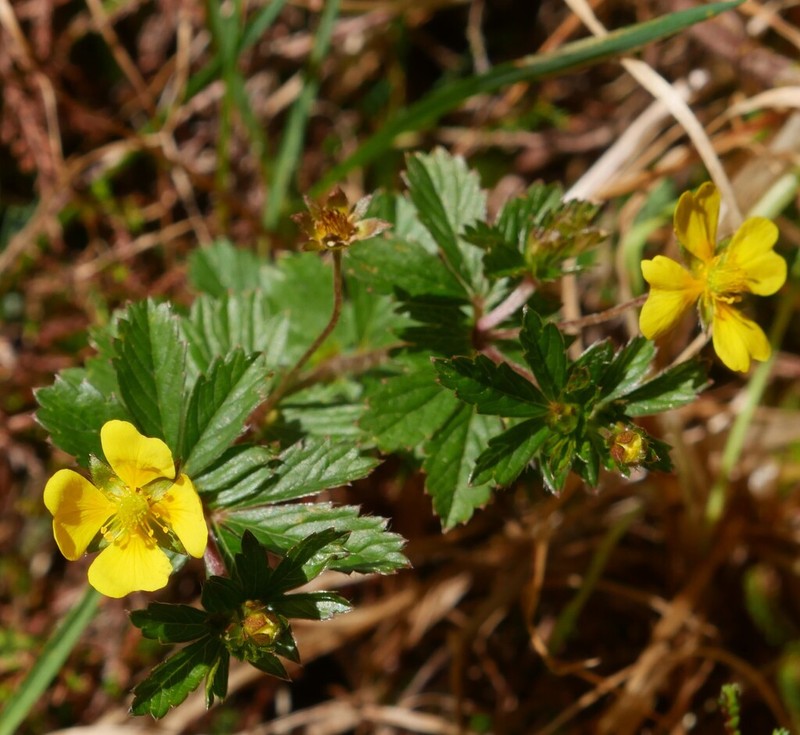 Erect Cinquefoil photo 4