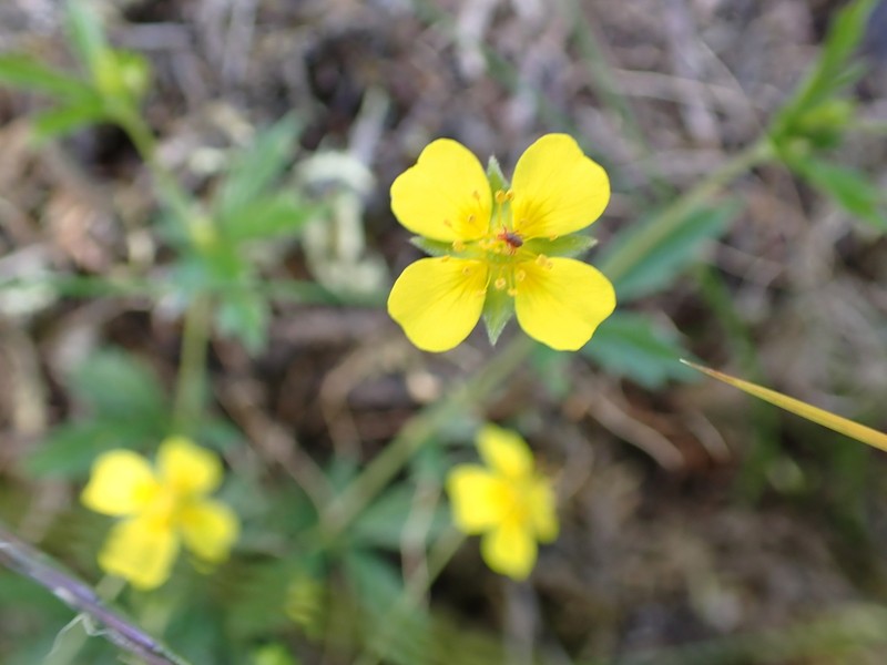 Erect Cinquefoil photo 5
