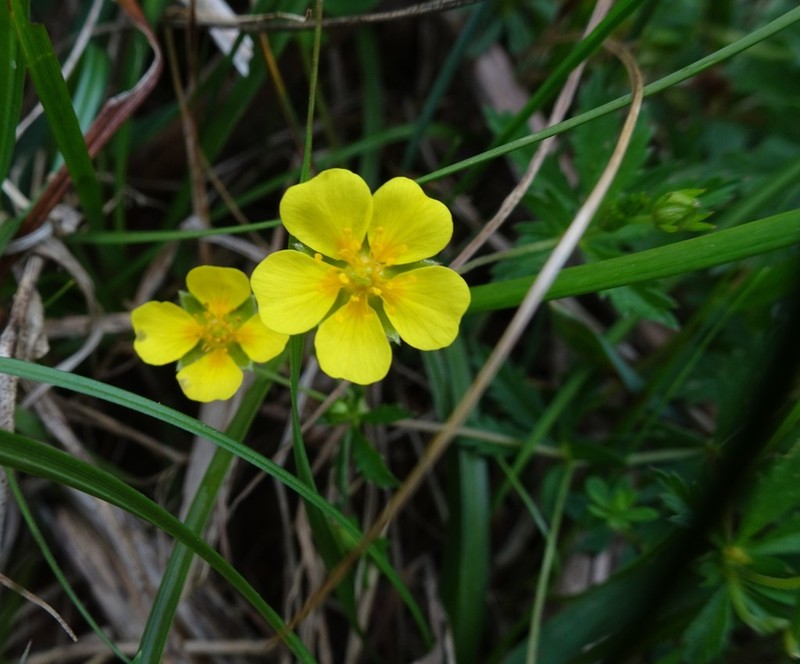 Erect Cinquefoil photo 6