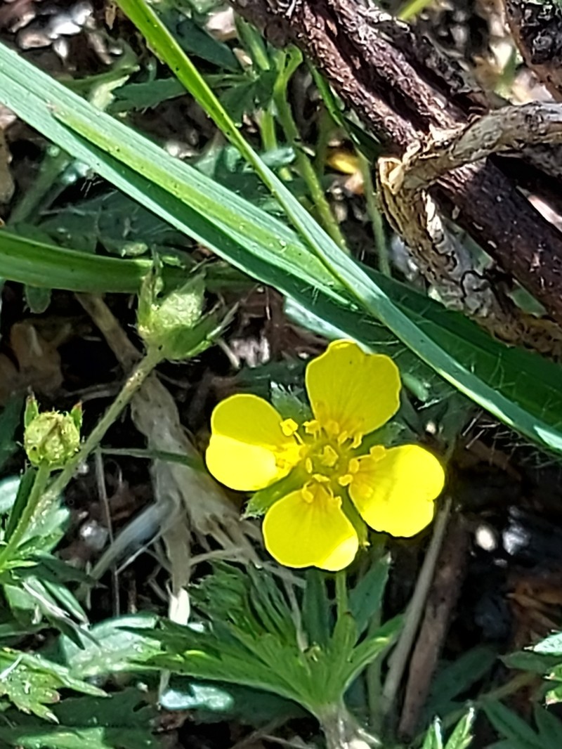 Erect Cinquefoil photo 7