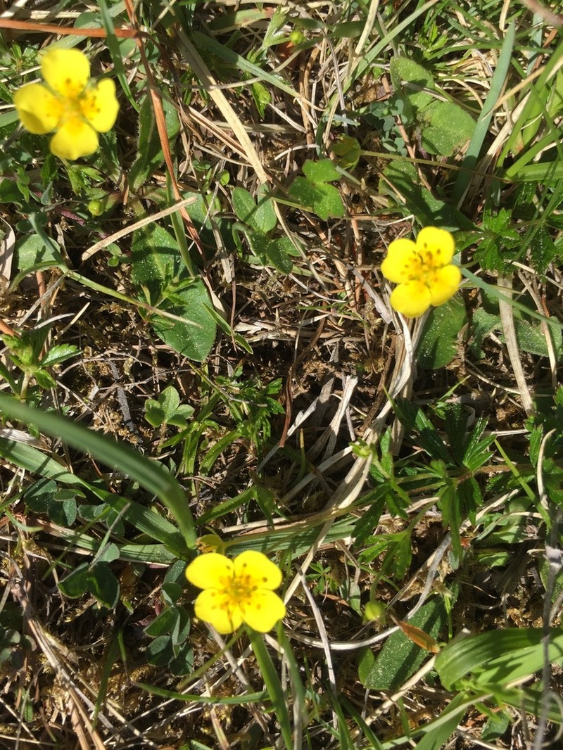 Erect Cinquefoil photo 8