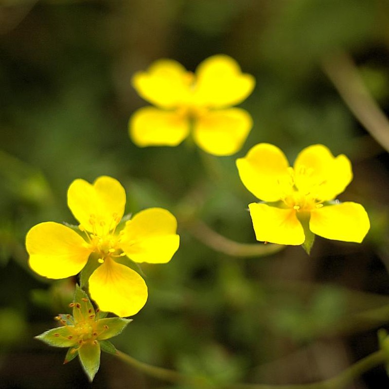 Erect Cinquefoil photo 5